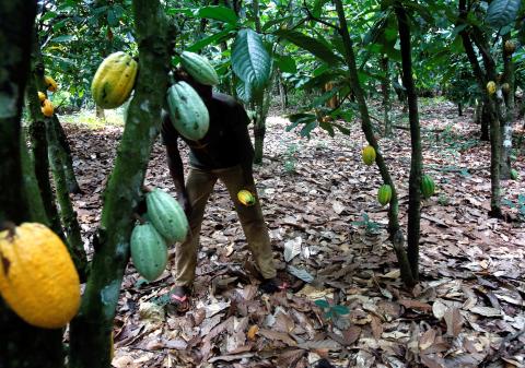  farmer is seen at his cocoa plantation in Toumodi, Ivory Coast, October 13, 2018. PHOTO BY REUTERS/Thierry Gouegnon