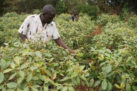 Joshua Mugo and one of his employees tend to muguka crops in Gachuriri, a village in central Kenya, August 9, 2019. PHOTO BY Thomson Reuters Foundation/Kagondu Njagi