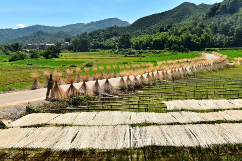 An employee from a bamboo industry company dries semi-finished bamboo chopsticks in a village in Xingan county, Jiangxi province, China, July 16, 2017. PHOTO BY REUTERS/Stringer