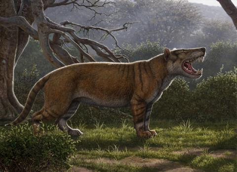 Simbakubwa kutokaafrika, a gigantic mammalian carnivore that lived 22 million years ago in Africa and was larger than a polar bear, is seen in this artist's illustration released in Athens, Ohio, U.S., on April 18, 2019. PHOTO BY REUTERS/Courtesy Mauricio Anton