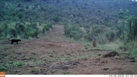 Black leopard is seen in Lorok, Laikipia County, Kenya, March 15, 2018 in this still image taken from a social media video obtained, February 13, 2019. PHOTO BY REUTERS/San Diego Zoo Global 