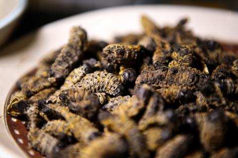 A bowl of Mopane worms stands on the counter for customers to try at the Insect Experience Restaurant in Cape Town, South Africa, August 23, 2019. PHOTO BY REUTERS/Sumaya Hisham