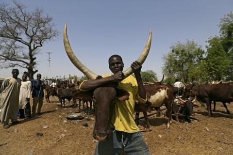 A man holds a cow at the cattle market in Maiduguri, Nigeria, March 9, 2016. PHOTO BY REUTERS/Afolabi Sotunde