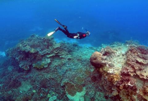 A man snorkels in an area called the "Coral Gardens" near Lady Elliot Island, on the Great Barrier Reef, northeast of Bundaberg town in Queensland, Australia, June 11, 2015. PHOTO BY REUTERS/David Gray