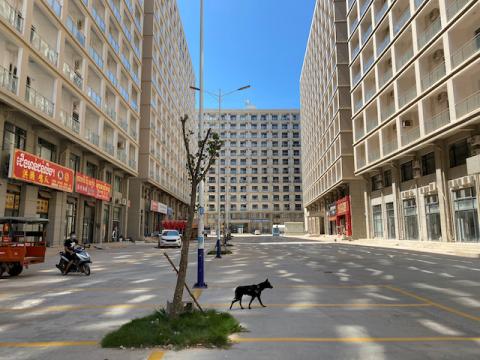 A dog walks between apartment blocks in Sihanoukville's Chinatown district, Cambodia, February 16, 2020. PHOTO BY REUTERS/Matthew Tostevin