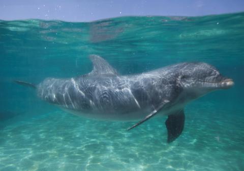 A bottle nose dolphin swims underwater in a pool at the animal theme park SeaWorld in San Diego, California, March 19, 2014. PHOTO BY REUTERS/Mike Blake