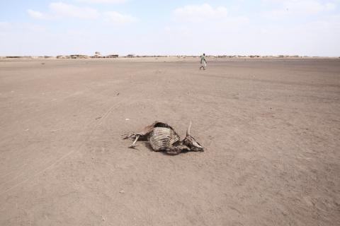 A man walks near a carcass of a dead cow in Farado Kebele, one of the drought-stricken regions in Ethiopia, January 26, 2016. PHOTO BY REUTERS/Tiksa Negeri