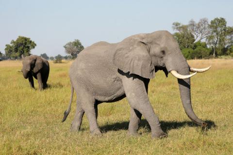 A pair of male elephants is seen in the Okavango Delta, Botswana, April 25, 2018. PHOTO BY REUTERS/Mike Hutchings