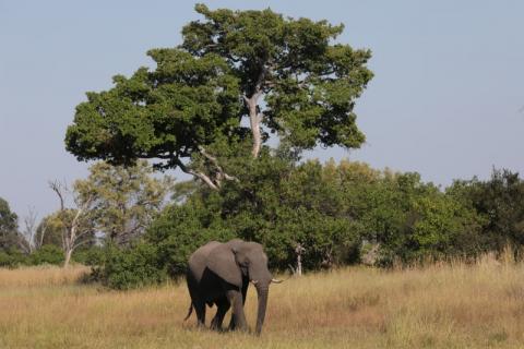 A young bull elephant is seen in the Okavango Delta, Botswana, April 25, 2018. PHOTO BY REUTERS/Mike Hutchings