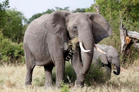 Elephants graze at the Singita Grumeti Game Reserve, Tanzania, October 7, 2018. PHOTO BY REUTERS/Baz Ratner