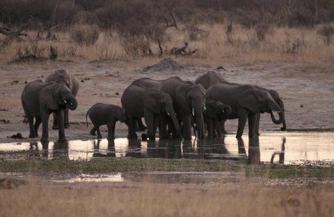 A herd of elephants gather at a water hole in Zimbabwe's Hwange National Park, August 1, 2015. PHOTO BY REUTERS/Philimon Bulawayo