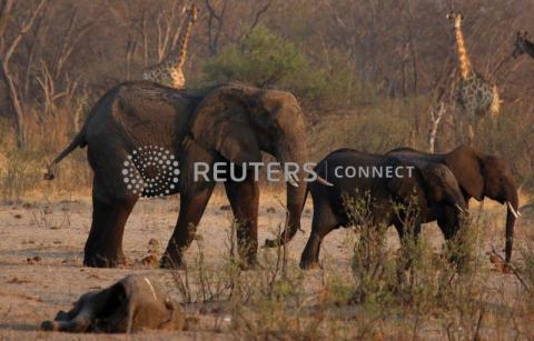 A group of elephants and giraffes walk near a carcass of an elephant at a watering hole inside Hwange National Park, in Zimbabwe, October 23, 2019. PHOTO BY REUTERS/Philimon Bulawayo