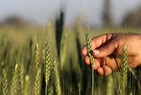 A farmer tends to a wheat farm in the El-Dakahlia governorate, north of Cairo, Egypt, February 16, 2016. PHOTO BY REUTERS/Mohamed Abd El Ghany