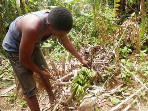 A farmer shows his pest-infected plantain crop in in Muyuka, Southwest Region, Cameroon, on July 17, 2019. PHOTO BY Thomson Reuters Foundation/Elias Ntungwe Ngalame