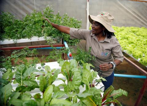 Urban farmer Venensia Mukarati tends to plants growing in a hydroponic garden in Harare, Zimbabwe, January 15, 2020. PHOTO BY REUTERS/Philimon Bulawayo