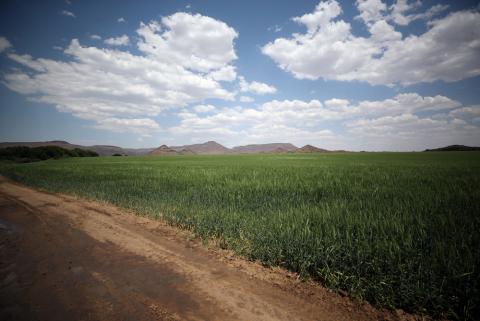 Fields of wheat are seen on farmland on the banks of the Orange River near Van der Kloof, South Africa, October 29, 2018. PHOTO BY REUTERS/Mike Hutchings