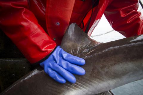 A shark fin is pictured aboard the Ocean Sunset commercial fishing boat in the Pacific Ocean off of Ucluelet, British Columbia, June 24, 2012. PHOTO BY REUTERS/Ben Nelms