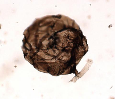 A microscopic multicellular fungus named Ourasphaira giraldae, which lived in an estuary environment roughly 900 million to 1 billion years ago and was unearthed in the Northern Territories of Canada, is shown in this photograph from the University of Liege, Belgium released May 22, 2019. It is the oldest-known fossil fungus. PHOTO BY REUTERS/Corentin Loron/University of Liege