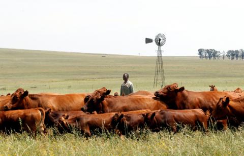 A farmer inspects his herd of cattle at his farm in Senekal, about 287km (178 miles) in the Eastern Free State, South Africa, February 29, 2012. PHOTO BY REUTERS/Siphiwe Sibeko