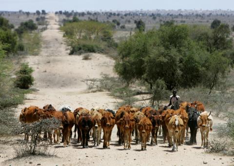 A Kenyan Maasai herdsman walks with his cattle in search of water in Kajiado District some 110 km (68 miles) from Nairobi, February 22, 2006. PHOTO BY REUTERS/Antony Njuguna