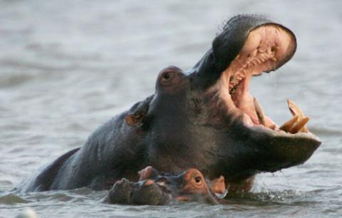 A pair of hippos swim in the waters of St Lucia estuary, South Africa. PHOTO BY REUTERS/Mike Hutchings