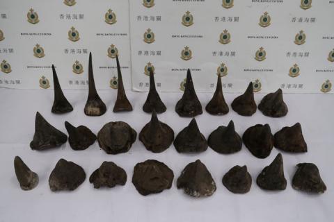 Rhino horns seized by Hong Kong Customs are on display in Hong Kong, China, in this handout photo released by Hong Kong Customs and Excise Department February 14, 2019, obtained by Reuters, February 15, 2019. PHOTO BY REUTERS/Hong Kong Customs and Excise Department