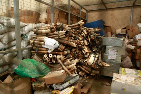 A pile of around 832 pieces of ivory weighing 2903kg (6400 pounds) that was seized by Ugandan officials in October. The Uganda Wildlife Authority says Uganda is increasingly being used as a transit country by poachers in states such as South Sudan and the Democratic Republic of Congo. PHOTO BY REUTERS/James Akena