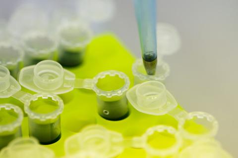 Laboratory technicans of the company Icon Genetics prepare proteines from Tobacco plants (Nicotiana benthamiana) for weighing in a laboratory in Halle