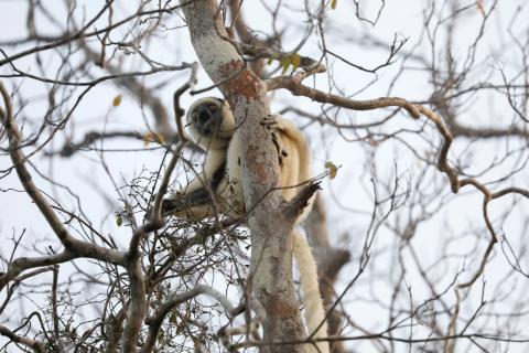 Madagascar forest destruction wiping out humans' tiniest relative