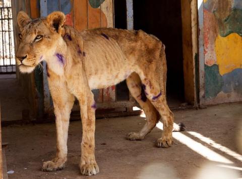 A malnourished lion stands inside its cage at the Al-Qureshi Park in Khartoum, Sudan January 22, 2020. PHOTO BY REUTERS/Mohamed Nureldin Abdallah