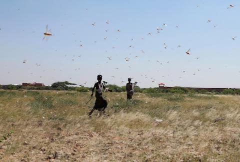 Somali boys attempt to fend off desert locusts as they fly. PHOTO BY REUTERS/Feisal Omar