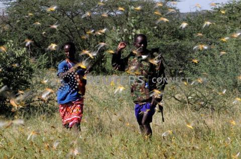 A Samburu man and a Kenya Police reserve member attempt to fend-off a swarm of desert locusts within a grazing land in Lemasulani village, Samburu County, Kenya, January 17, 2020. PHOTO BY REUTERS/Njeri Mwangi