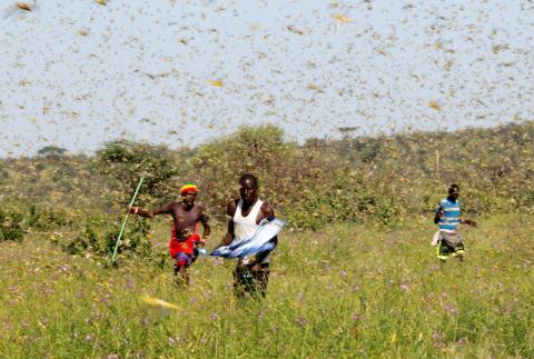 Samburu men attempt to fend-off a swarm of desert locusts flying over a grazing land in Lemasulani village, Samburu County, Kenya, January 17, 2020. PHOTO BY REUTERS/Njeri Mwangi