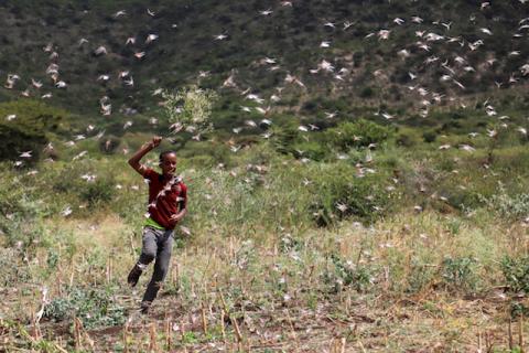 An Ethiopian boy attempts to fend off desert locusts as they fly in a farm on the outskirt of Jijiga in Somali region, Ethiopia, January 12, 2020. PHOTO BY REUTERS/Giulia Paravicini