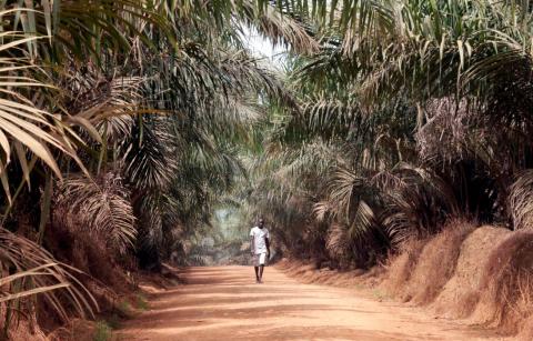 A man walks inside Sime Darby Plantation in Gbah, in Bomi County, Liberia, December 30, 2017. PHOTO BY REUTERS/Thierry Gouegnon