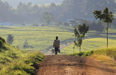 A man walks in the early morning to start his day picking tea leaves at a plantation in Nandi Hills, in Kenya's highlands region west of capital Nairobi, November 5, 2014. PHOTO BY REUTERS