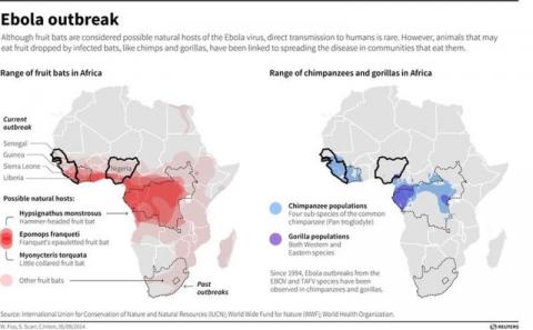 Map showing the range of fruit bats, chimps, and gorillas in Africa, all linked to spreading the Ebola virus in communities that eat them