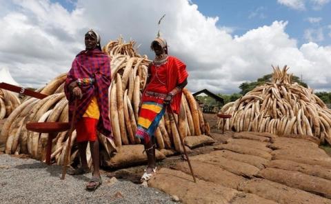 Traditional Maasai tribesmen pose for a photograph near elephant tusks, part of an estimated 105 tonnes of confiscated ivory to be set ablaze, stacked onto a pyre at Nairobi National Park near Nairobi, Kenya, April 28, 2016. PHOTO BY REUTERS/Thomas Mukoya 