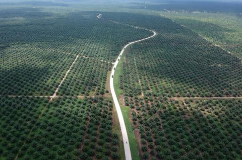 n aerial photo of a palm oil plantation in Batanghari, Jambi province, Sumatra island, Indonesia, November 28, 2018. PHOTO BY REUTERS/Antara Foto/Wahdi Septiawan