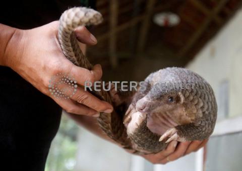 A customs officer shows a pangolin to the media at the customs department in Bangkok September 26, 2011. Officers stopped a pick-up truck carrying 97 pangolins, worth around 1 million baht ($32,372), in the southern province of Prachuap Khiri Khan on Sunday. According to custom officers, the pangolins were en route to be sold in China. PHOTO BY REUTERS/Chaiwat Subprasom