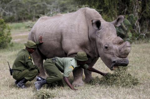 Wardens assist the last surviving male northern white rhino named 'Sudan' as it grazes at the Ol Pejeta Conservancy in Laikipia national park, Kenya, June 14, 2015. PHOTO BY REUTERS/Thomas Mukoya