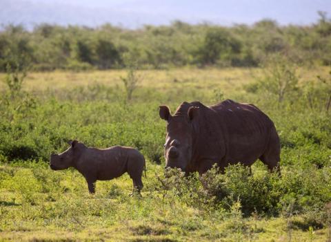 Rhinos graze in the Pongola Nature Reserve in Jozini, South Africa, October 6, 2018. PHOTO BY REUTERS/Rogan Ward