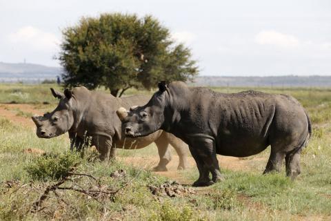 Black rhinos, one of the world's endangered animals, are seen at a farm outside Klerksdorp, in the north west province, South Africa, February 24, 2016. PHOTO BY REUTERS/Siphiwe Sibeko