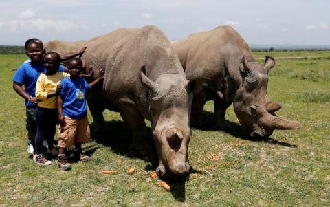 Children pose for a photograph next to Najin (R) and her daughter Fatou, the last two northern white rhino females, as they graze near their enclosure at the Ol Pejeta Conservancy in Laikipia National Park, Kenya, March 31, 2018. PHOTO BY REUTERS/Thomas Mukoya