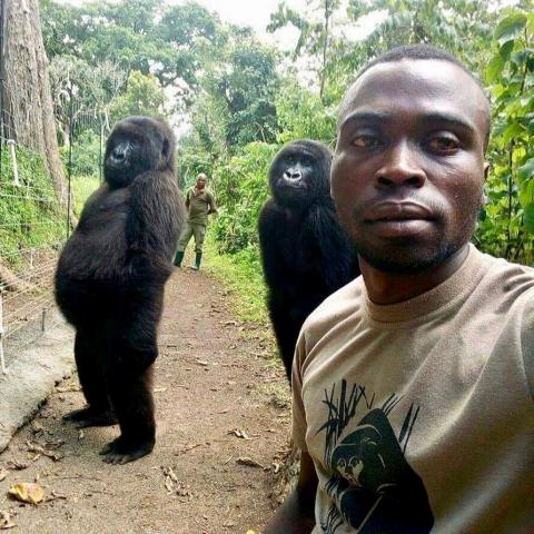 Mathieu Shamavu, Virunga Ranger and caretaker at Senkwekwe Center for Orphaned Mountain Gorillas poses for a selfie with two gorillas at Virunga National Park, Democratic Republic of the Congo April 18, 2019 in this picture obtained from social media, April 25, 2019. PHOTO BY REUTERS/Mathieu Shamavu for www.virunga.org 