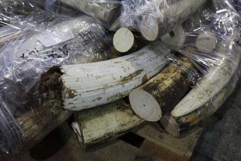 More than 500 pieces of ivory tusks are displayed after being seized by the Customs and Excise Department in Hong Kong, November 16, 2012. PHOTO BY REUTERS/Bobby Yip