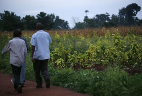 Villagers walk past a tobacco plantation in Chalenga village, some 20km west of Malawi's capital Lilongwe, April 1, 2009. PHOTO BY REUTERS/Antony Njuguna