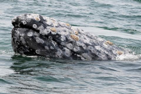 A gray whale surfaces during a whale tour in the Laguna Ojo De Liebre on Mexico's Baja California peninsula March 5, 2009. Gray whales make a yearly migration from the icy North Pacific to the warm waters of Mexico's Baja California peninsula. PHOTO BY REUTERS/Henry Romero