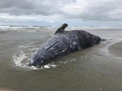 A stranded dead gray whale is pictured at Leadbetter Point State Park, Washington, U.S. in this April 3, 2019 handout photo. PHOTO BY REUTERS/John Weldon for the Northern Oregon/Southern Washington Marine Mammal Stranding Program under NOAA Fisheries Marine Mammal Health and Stranding Response Program