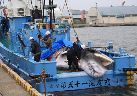 Workers prepare to unload captured Minke whale after commercial whaling at a port in Kushiro, Hokkaido Prefecture, Japan, July 1, 2019, in this photo taken by Kyodo. PHOTO BY REUTERS/Kyodo